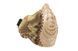 Maska Half Face - HLD [FMA] (для страйкбола) FMA-28-023865 фото 3