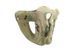 Maska ochronna Skull - MC [Ultimate Tactical] (для страйкбола) UTT-28-024365 фото 3