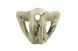Maska ochronna Skull - MC [Ultimate Tactical] (для страйкбола) UTT-28-024365 фото 2