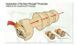 3M - Combat Arms Earplugs 4.1 with Box (для страйкбола) 14032 фото 4